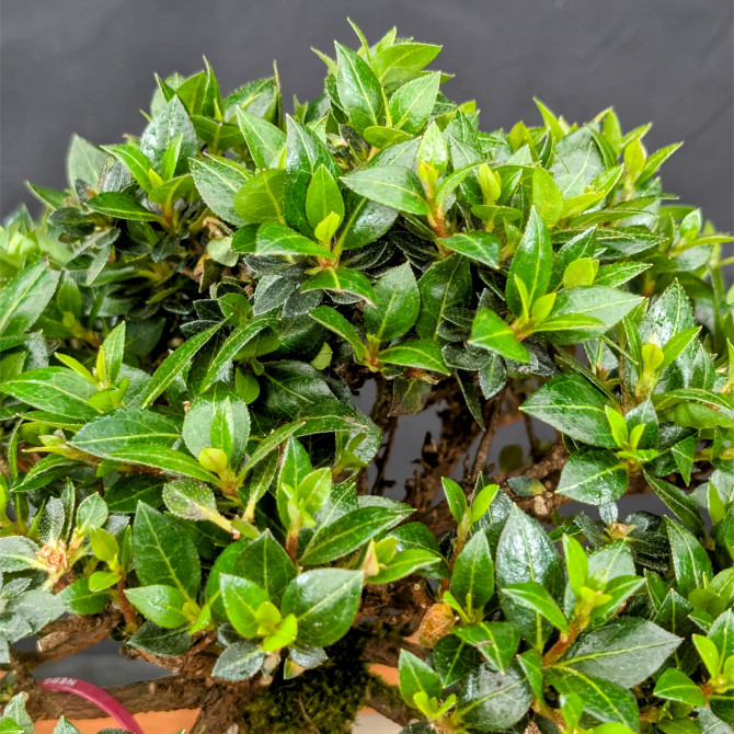 Shohin Satsuki Azalea 'Bright Pink' Flowers (No. 14313) 