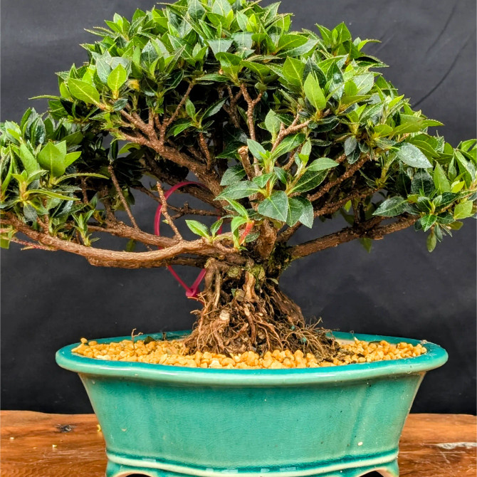 Shohin Satsuki Azalea 'Bright Pink' Flowers (No. 14369) 