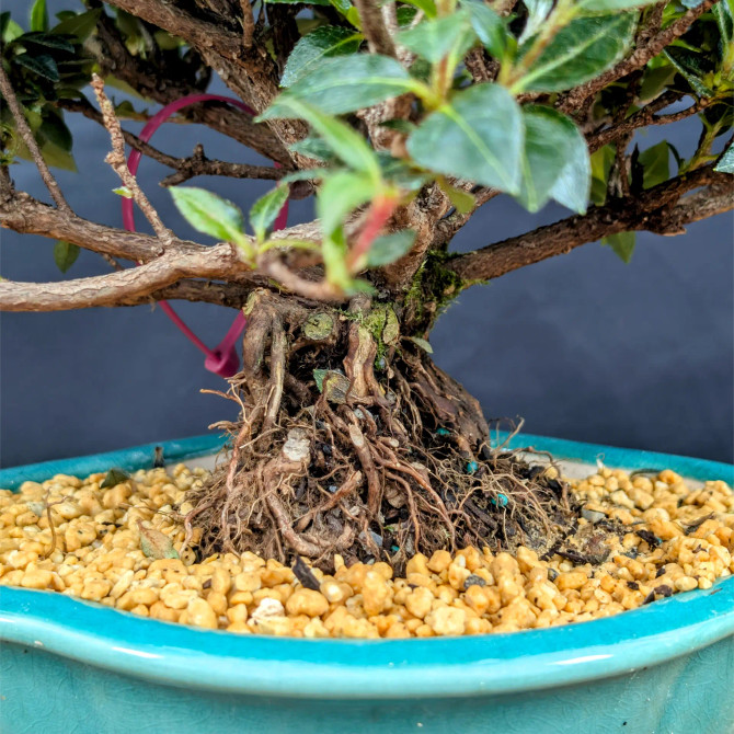 Shohin Satsuki Azalea 'Bright Pink' Flowers (No. 14369) 