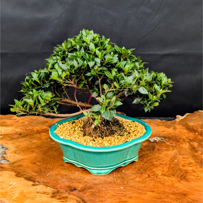 Shohin Satsuki Azalea 'Bright Pink' Flowers (No. 14369) 