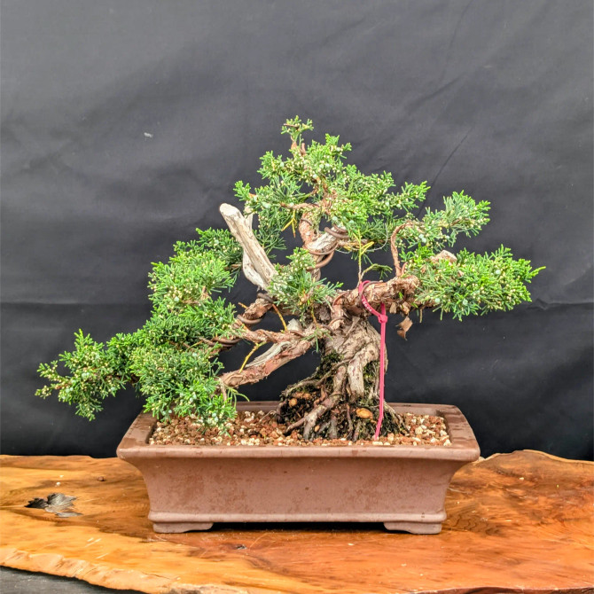35 Year Old Shimpaku 'kishu' Juniper in an Unglazed Planter (No. 15606)