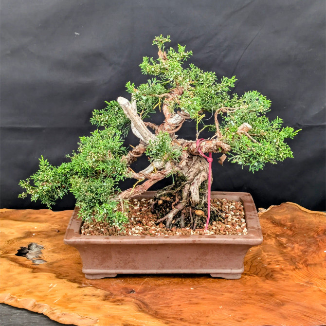 35 Year Old Shimpaku 'kishu' Juniper in an Unglazed Planter (No. 15606)