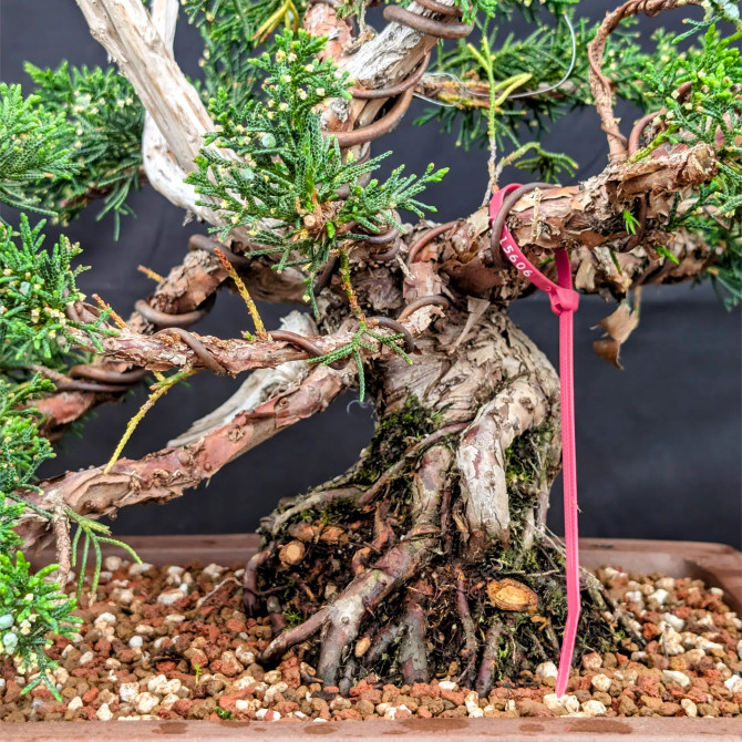 35 Year Old Shimpaku 'kishu' Juniper in an Unglazed Planter (No. 15606)