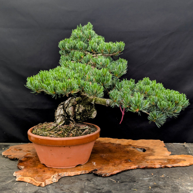 Imported in 2021 - Japanese White Pine "Five Needle" in a Tokoname Grow Pot (No. 15218)