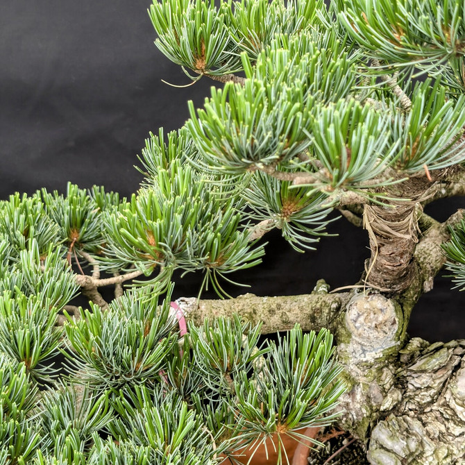 Imported in 2021 - Japanese White Pine "Five Needle" in a Tokoname Grow Pot (No. 15218)