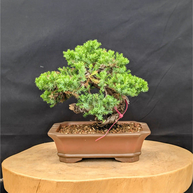 10+ Year Old Japanese Garden Juniper from Gerald Rainville (#15980)