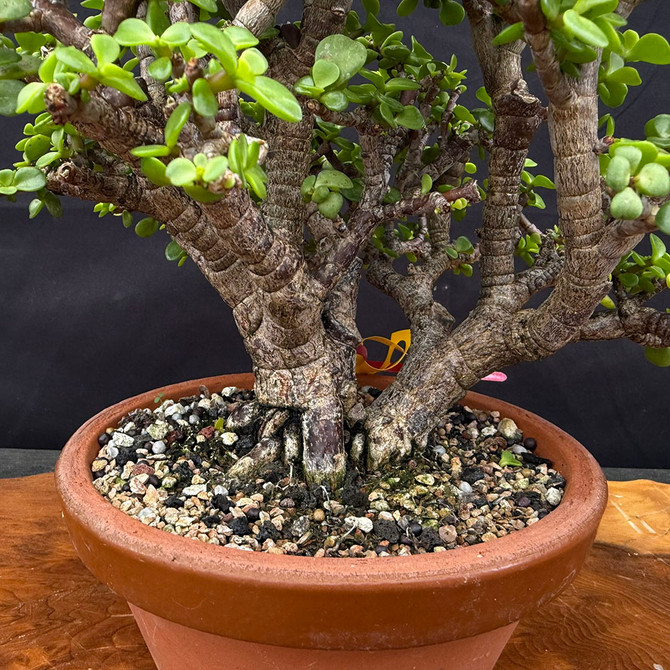 Clump Style Dwarf Jade (Portulacaria Afra) bonsai in Japanese