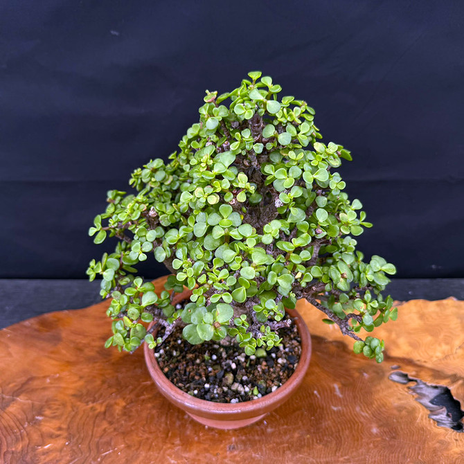 Dwarf Jade (Portulacaria Afra) bonsai in Japanese Tokoname Pot No