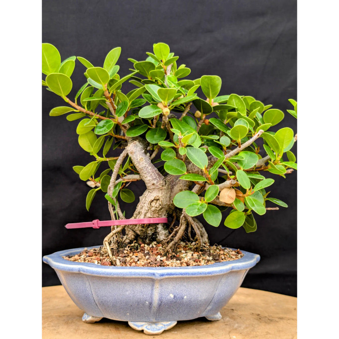 Window Sill Green Island Ficus Bonsai (No. 19584)