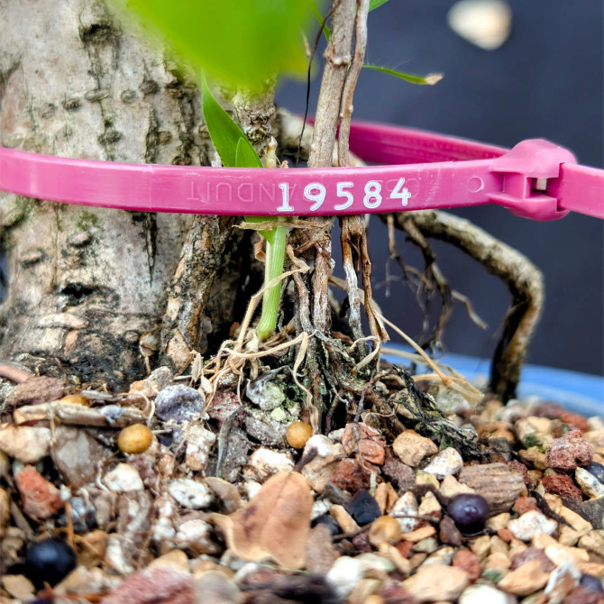 Window Sill Green Island Ficus Bonsai (No. 19584)