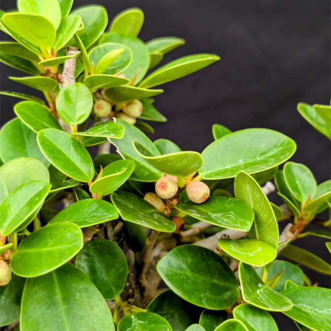 Window Sill Green Island Ficus Bonsai (No. 19584)