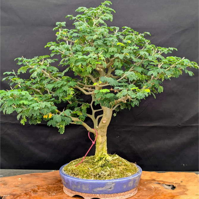 Brazilian Rain Tree In a Jack Hoover Pot (No. 14671)