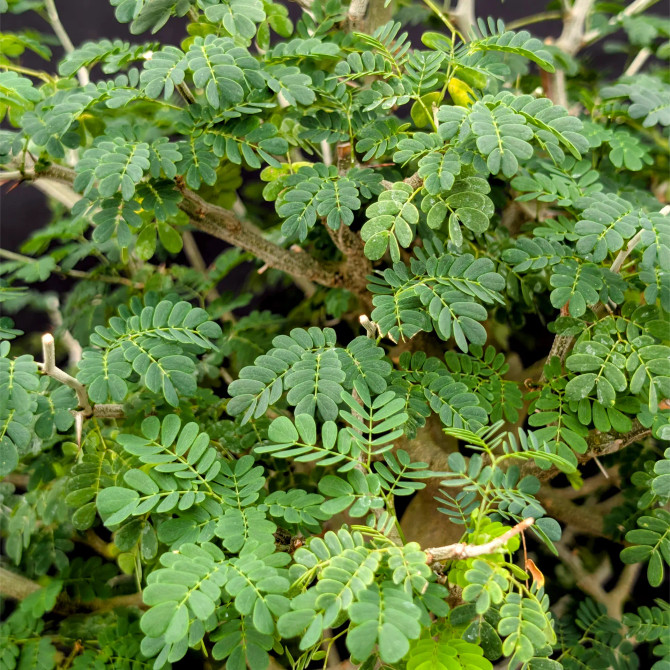 Brazilian Rain Tree In a Jack Hoover Pot (No. 14671)