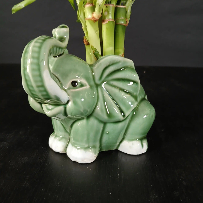 Lucky Bamboo with Baby Elephant Vase - 10 Stalks (BA-8)