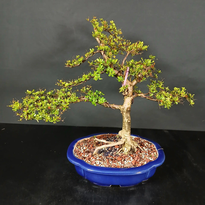 Black Olive Bonsai – Elegant Tropical in a Glazed Japanese
