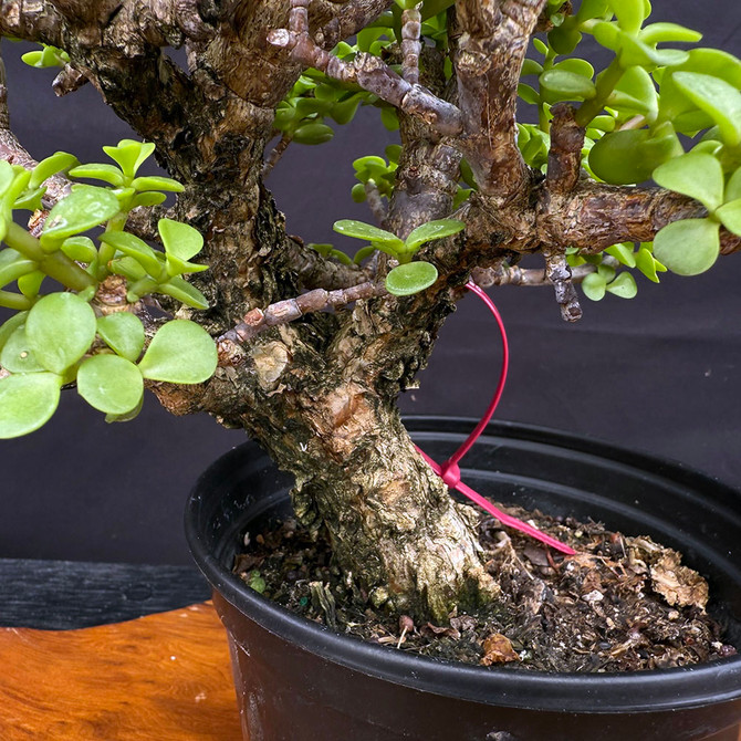 Cork Bark Dwarf Jade Bonsai – Fat Trunk & Mature Bark No. 22702