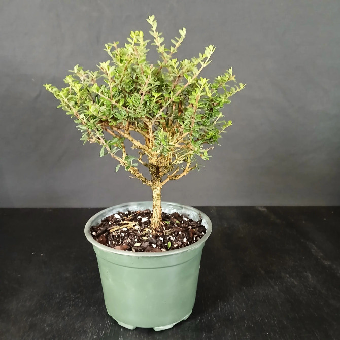 Limited Availability - Tropical Trio Bonsai Kit (No. TRIO7)