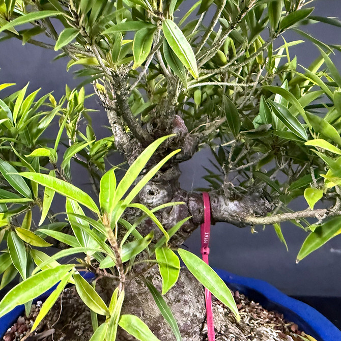 Willow Leaf Ficus Bonsai with 8"+ Nebari in Vintage Yixing Pot (No. 19166) 