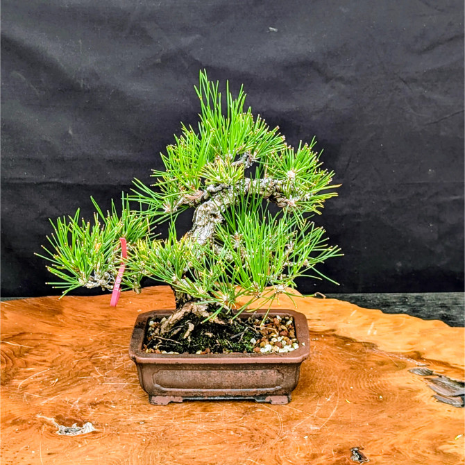35 Year Old Pot Grown Japanese Black Pine in an Unglazed Pot (No. 15355)