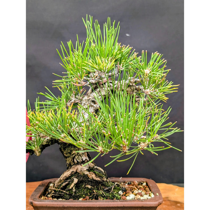 35 Year Old Pot Grown Japanese Black Pine in an Unglazed Pot (No. 15355)