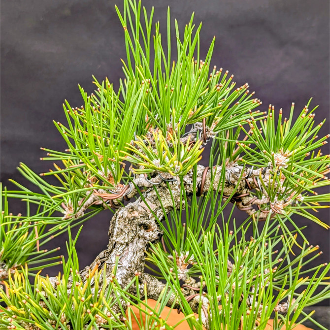 35 Year Old Pot Grown Japanese Black Pine in an Unglazed Pot (No. 15355)