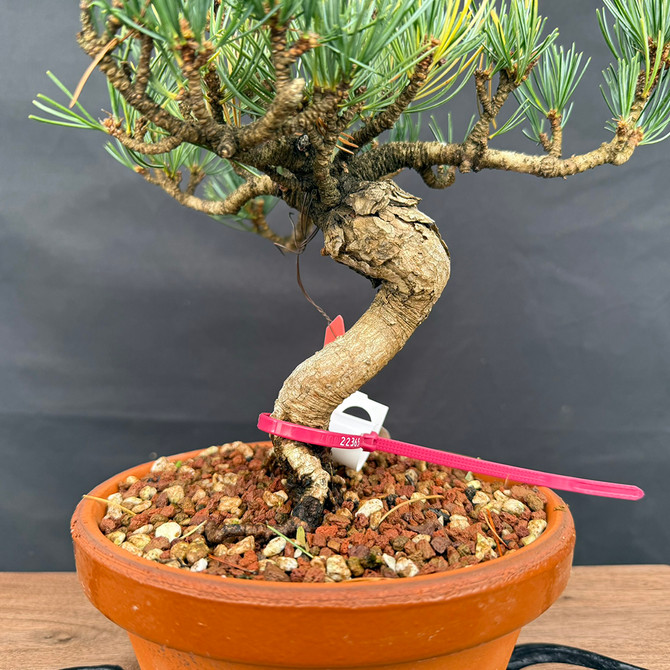 Imported Japanese White Pine (Five Needle Pine) in Tokoname Grow Pot No. 22365