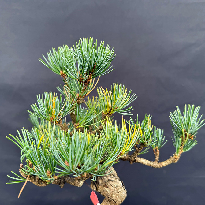 Imported Japanese White Pine (Five Needle Pine) in Tokoname Grow Pot No. 22365