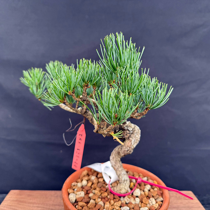 Japanese Five Needle Pine Bonsai – Imported from Japan in Tokoname Grow Pot No. 22306