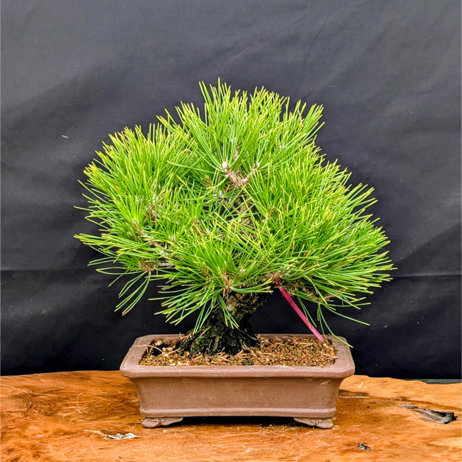 Pot Grown Japanese Black Pine in an Unglazed Pot (No. 15843)
