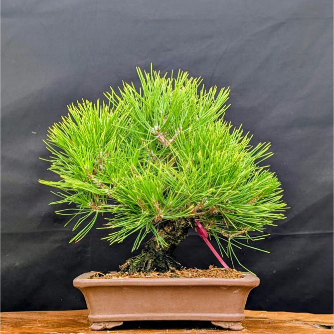 Pot Grown Japanese Black Pine in an Unglazed Pot (No. 15843)
