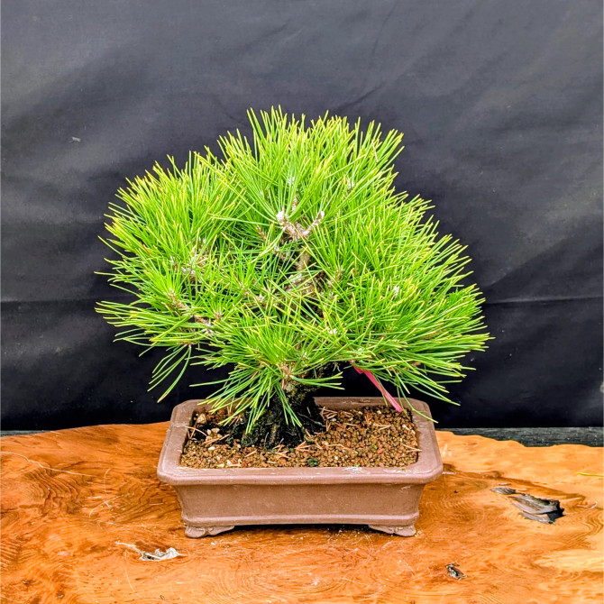 Pot Grown Japanese Black Pine in an Unglazed Pot (No. 15843)