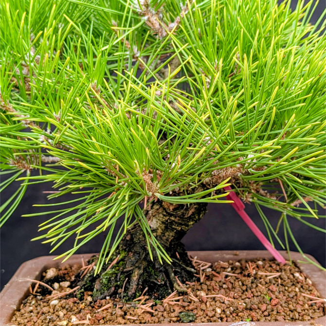 Pot Grown Japanese Black Pine in an Unglazed Pot (No. 15843)