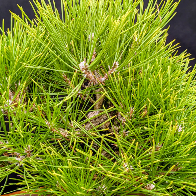 Pot Grown Japanese Black Pine in an Unglazed Pot (No. 15843)