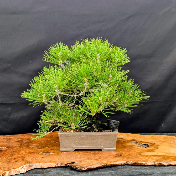 35 Year Old Pot Grown Japanese Black Pine in an Unglazed Pot (No. 15349)