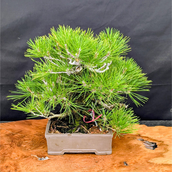 35 Year Old Pot Grown Japanese Black Pine in an Unglazed Pot (No. 15349)