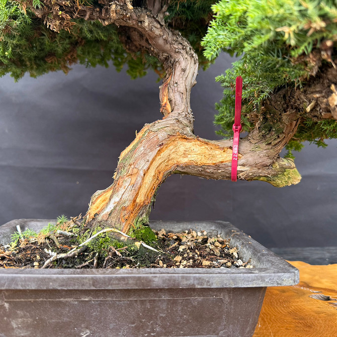Japanese Garden Juniper – A 35+ Year-Old Masterpiece from Gerald Rainville No. 22482