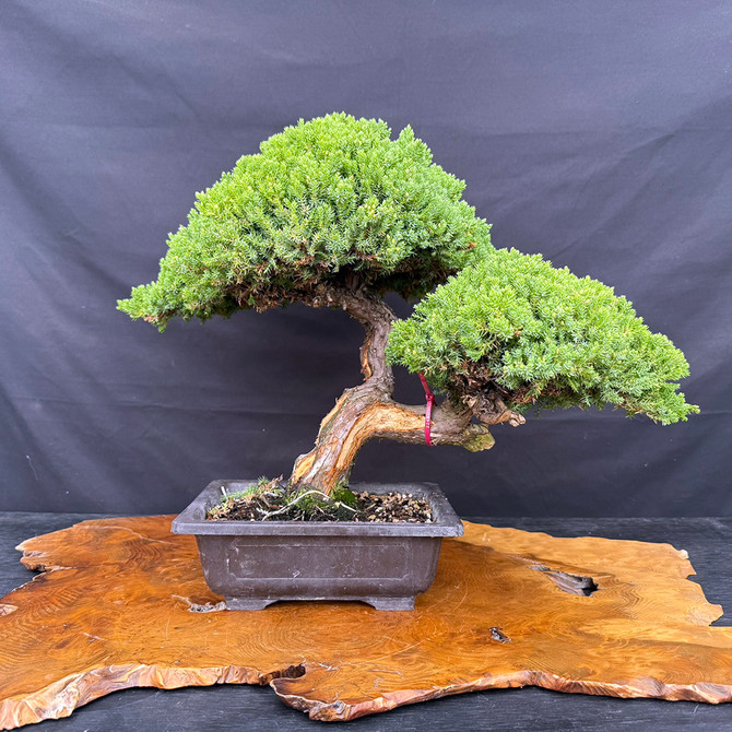 Japanese Garden Juniper – A 35+ Year-Old Masterpiece from Gerald Rainville No. 22482