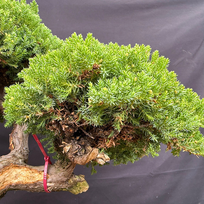 Japanese Garden Juniper – A 35+ Year-Old Masterpiece from Gerald Rainville No. 22482