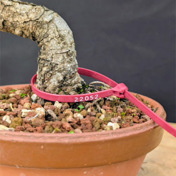 Japanese Five Needle Pine Bonsai – Imported from Japan in Tokoname Grow Pot (No. 22052)
