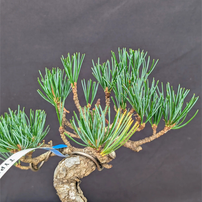 Japanese Five Needle Pine Bonsai – Imported from Japan in Tokoname Grow Pot (No. 22052)