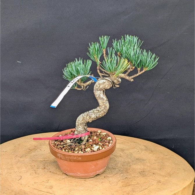 Japanese Five Needle Pine Bonsai – Imported from Japan in Tokoname Grow Pot (No. 22052)