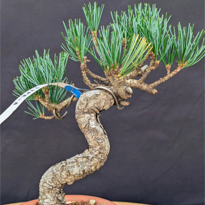 Japanese Five Needle Pine Bonsai – Imported from Japan in Tokoname Grow Pot (No. 22052)