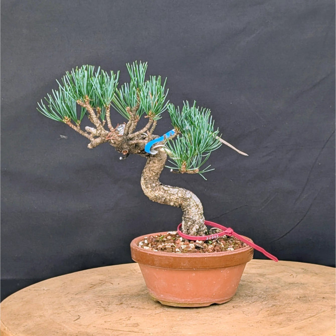 Japanese Five Needle Pine Bonsai – Imported from Japan in Tokoname Grow Pot (No. 22052)