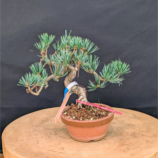 Japanese Five Needle Pine Bonsai – Imported from Japan in Tokoname Grow Pot (No. 22123)