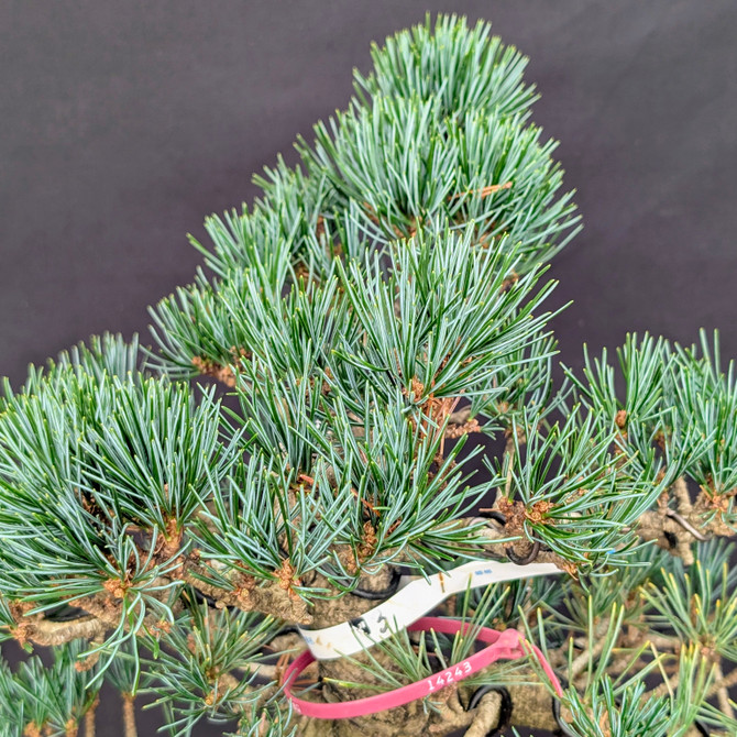 Imported Japanese White Pine "Five Needle" In an Unglazed Ceramic Pot (No. 14243)
