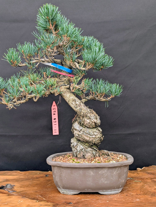 Imported Japanese White Pine "Five Needle" In an Unglazed Ceramic Pot (No. 14243)