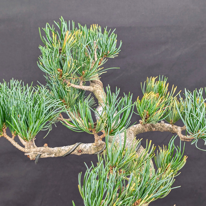 Imported Japanese White Pine "Five Needle" In an Unglazed Ceramic Pot (No. 14187)