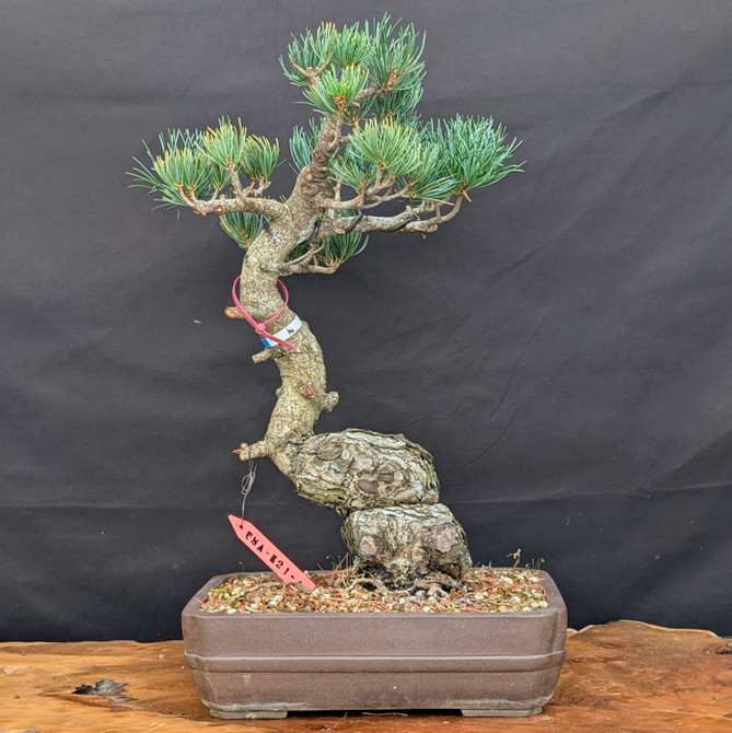 Imported Japanese White Pine "Five Needle" In an Unglazed Ceramic Pot (No. 14187)