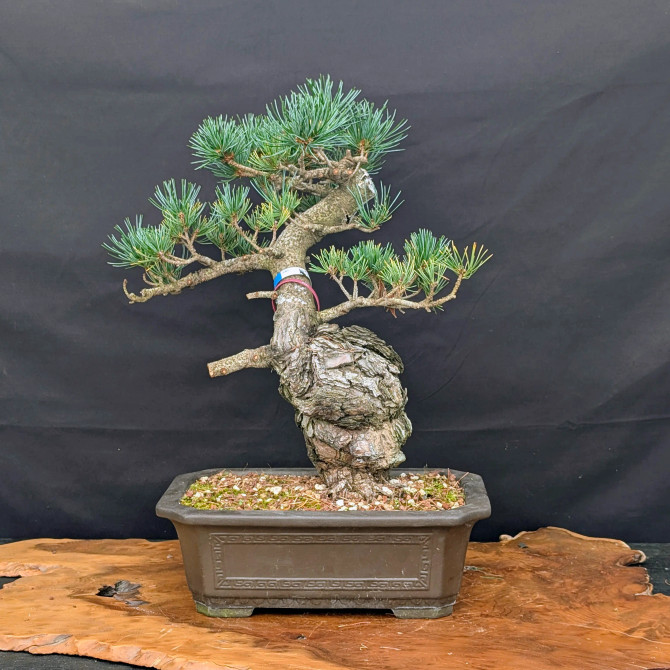Imported Japanese White Pine "Five Needle" In an Unglazed Ceramic Pot (No. 14260)