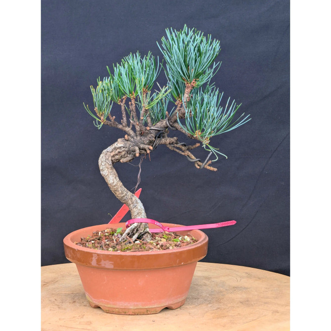Japanese Five Needle Pine Bonsai – Imported from Japan in Tokoname Grow Pot (No. 22072)